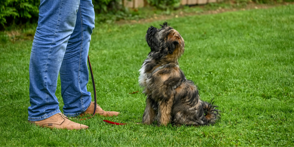 Cuánto se tarda en educar a un perro