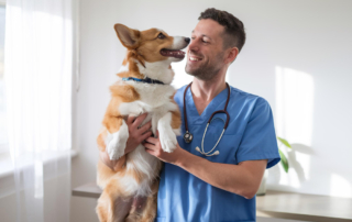 Cuando llevar al perro al veterinario