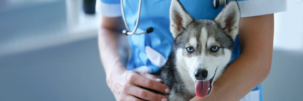 Cuando llevar al perro al veterinario