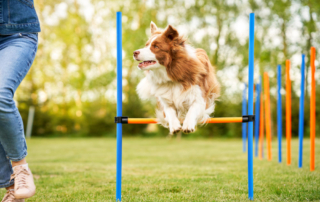 A qué edad puede empezar un perro en agility