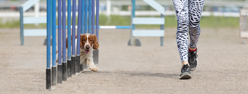 A qué edad puede empezar un perro en agility