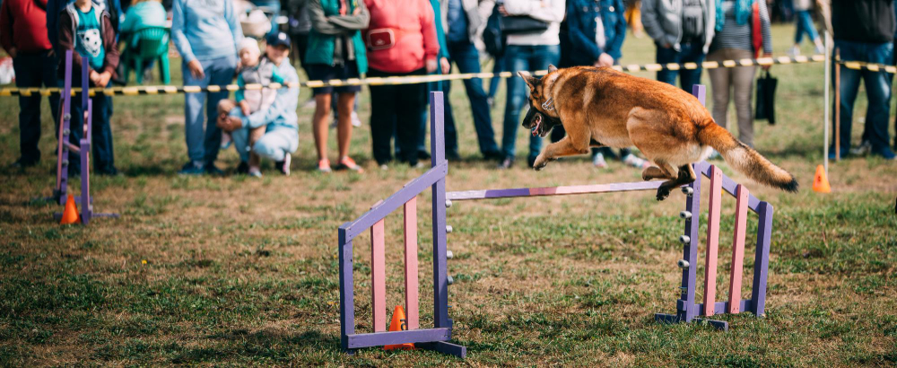 A qué edad puede empezar un perro en agility