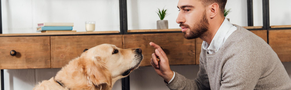 cómo mejorar el comportamiento de tu perro