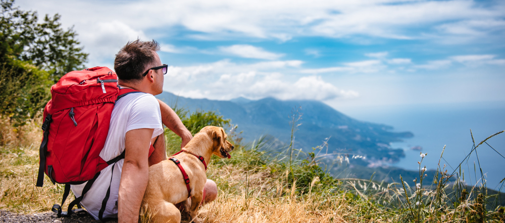 cómo viajar con perro de forma segura y tranquila