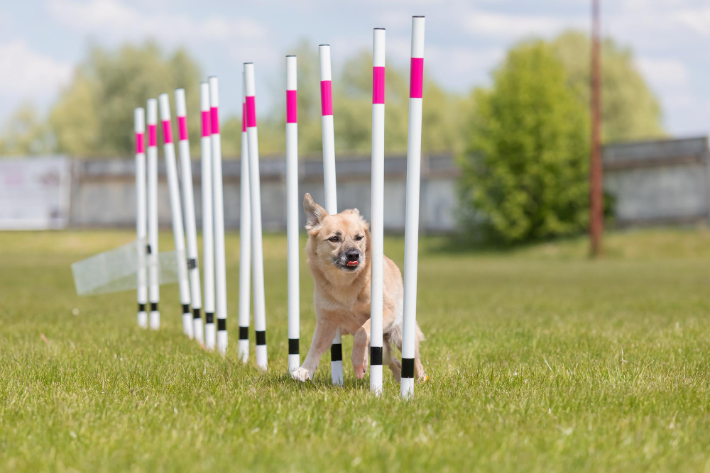 Beneficios del agility para perros y dueños