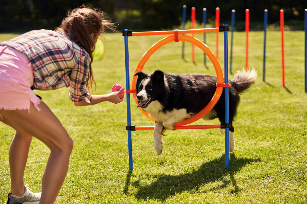 Beneficios del agility para perros y dueños