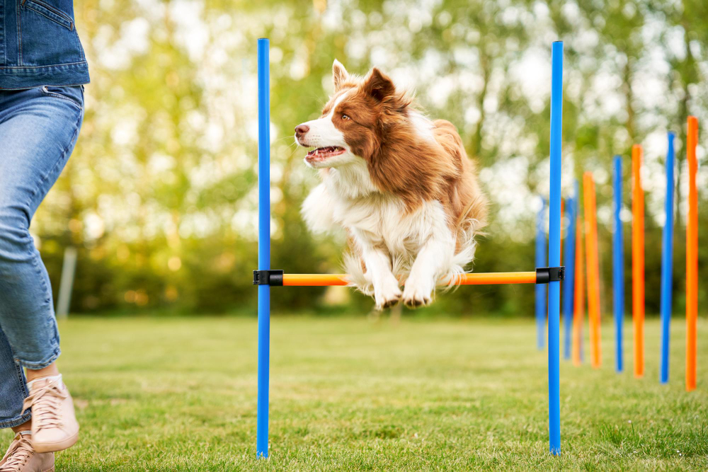 Beneficios del agility para perros y dueños