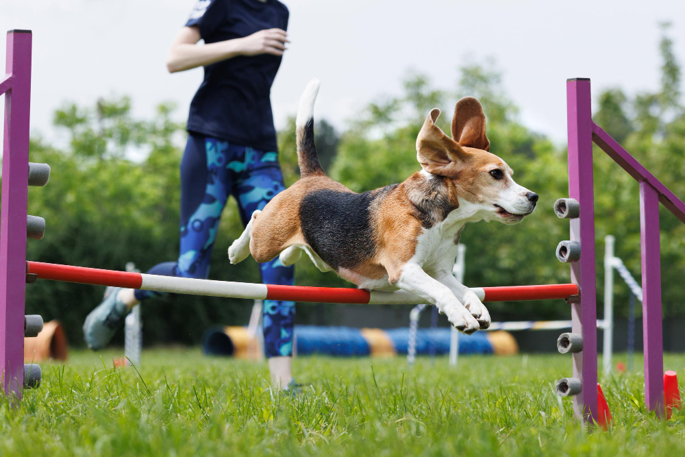 Beneficios del agility para perros y dueños