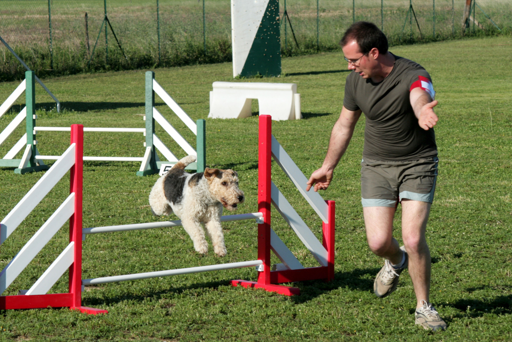 Beneficios del agility para perros y dueños