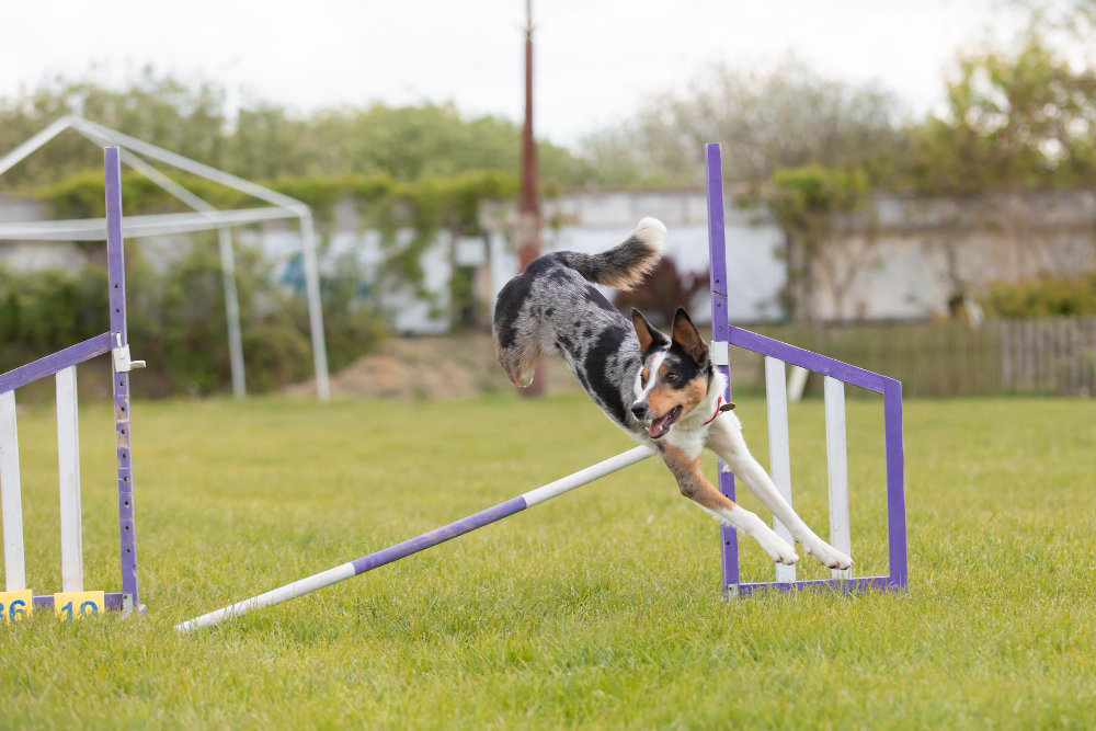 Errores comunes al empezar en agility canino